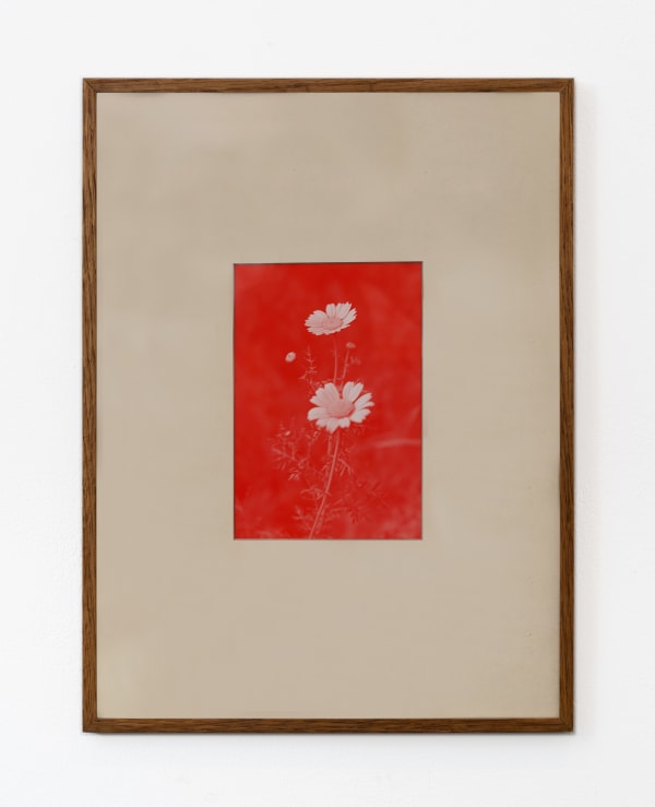 Mike Marshall Red Daisy, 2023 Digital print on recycled paper 40 x 30 cm, framed