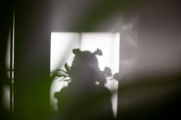 Sarah Dinnick, Verdant 3, 2024