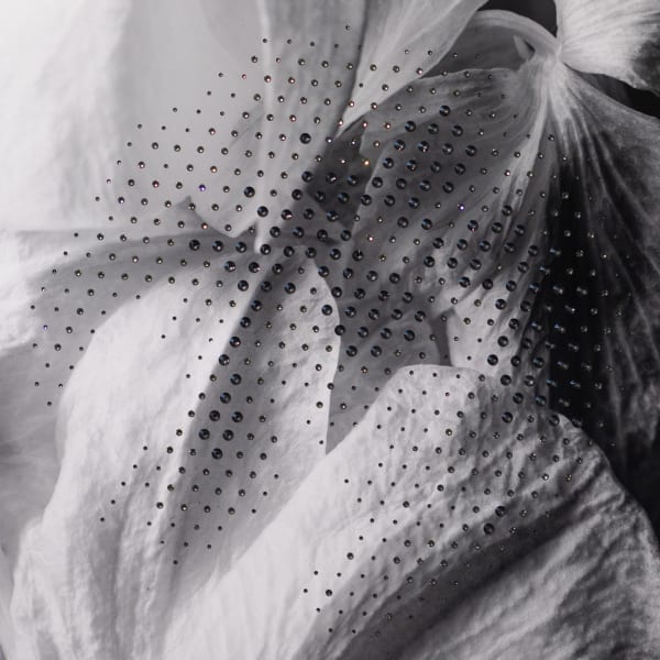 Ry Van Der Hout, Orchid Petals, 2021