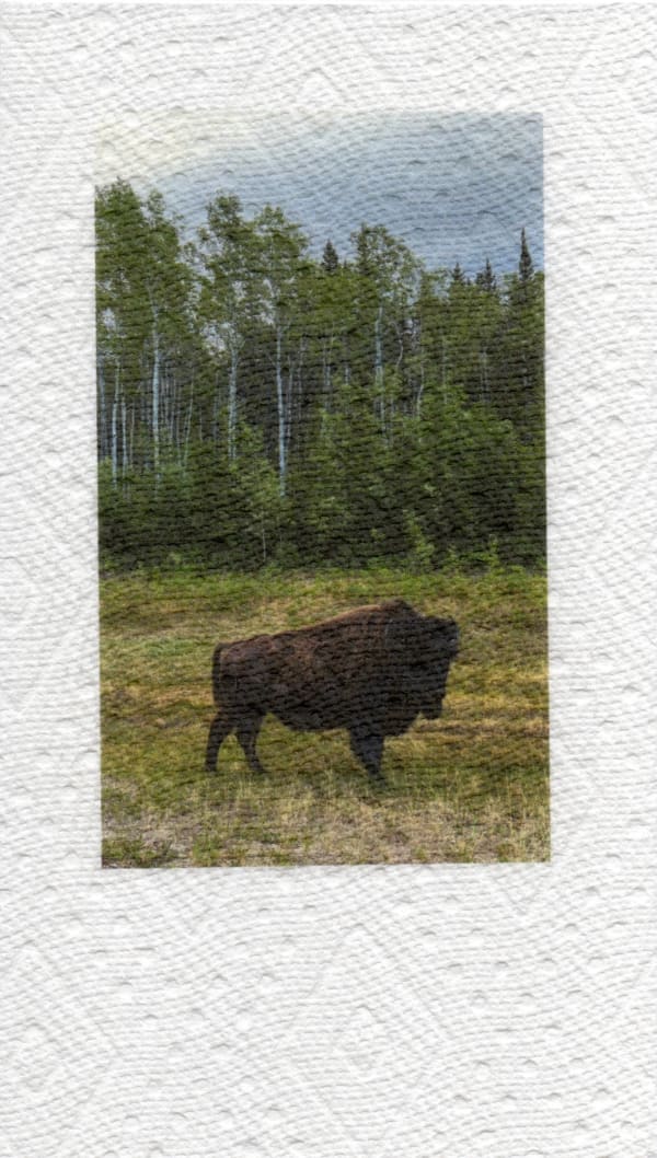 Jake Kimble, Pick It Up, Quick (ʔełę́sdį), 2025