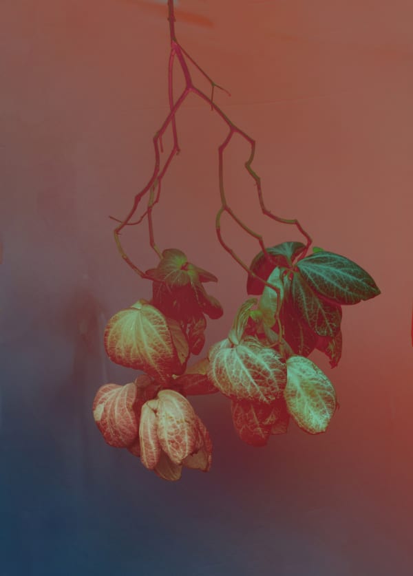 Elsa Leydier Sans Titre #14 | Plátanos con Platino, 2017 Edition of 5 plus 1 artist's proof