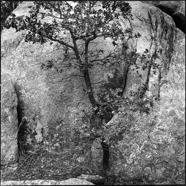 Luiz Carlos Felizardo - Árvore na Rocha, Prescott, AZ, 1984