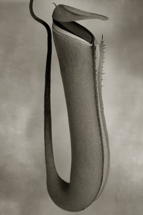 Beth Moon, Nepenthes Albomarginata. Série Carnívoras, / Nepenthes Albomarginata, 2008