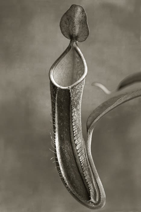 Beth Moon, Nepenthes Ramispina. Série Carnívoras, / Nepenthes Ramispina, 2008