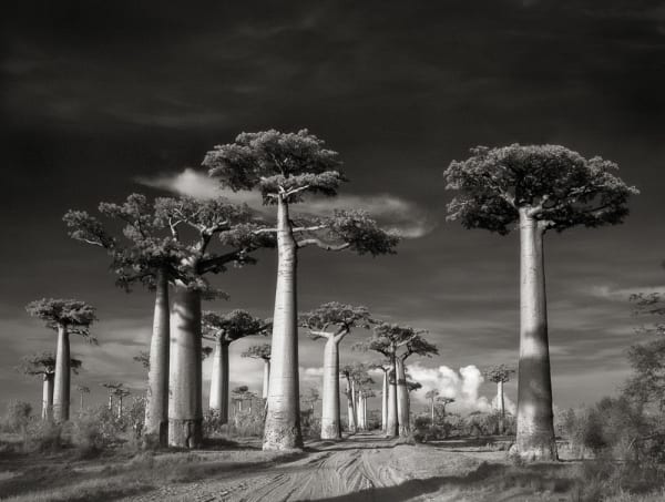 Beth Moon, Avenida de Baobás, Madagascar, / Avenue of Baobabs, 2006