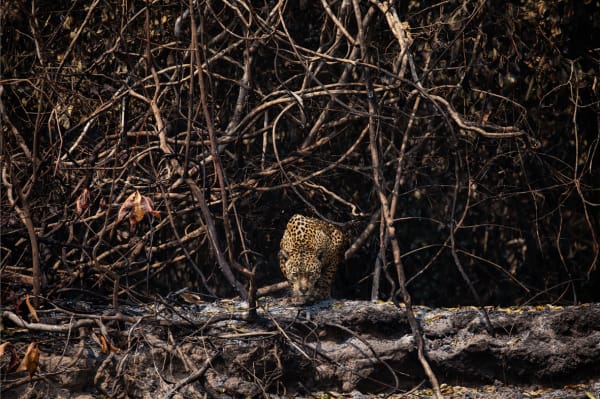 Lalo de Almeida, Série Cinzas do Paraíso / Ashes from Paradise series, 2020