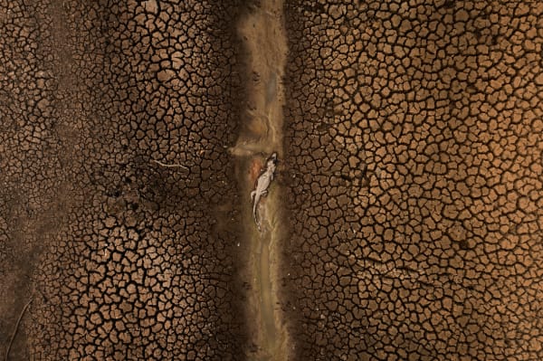 Lalo de Almeida, Série Cinzas do Paraíso / Ashes from Paradise series, 2020