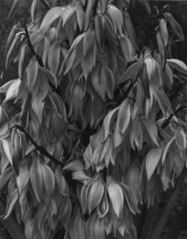 Luiz Carlos Felizardo, Yucca, Sierra Ancha, AZ, 1985