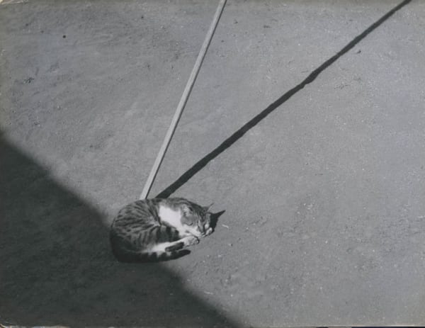 Dulce Carneiro - Composição com gato / Composition with cat, década de 1960 / 1960s