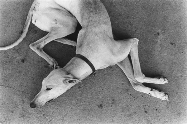Luiz Carlos Felizardo, Foguete, o galgo, Bagé, RS, 2009