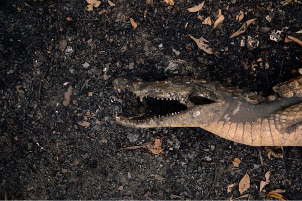 Lalo de Almeida, Série Cinzas do Paraíso / Ashes from Paradise series, 2020