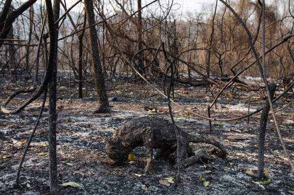 Lalo de Almeida, Série Cinzas do Paraíso / Ashes from Paradise series, 2020