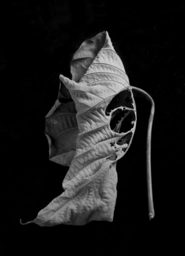 Juul Kraijer, Untitled, 2015