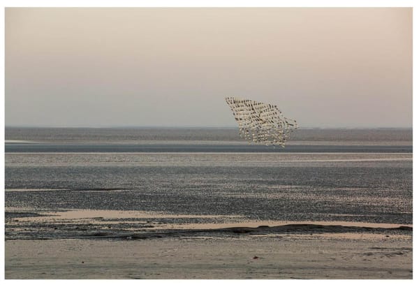 Atul Bhalla, Untitled