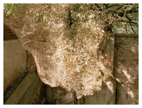 Sunil Gupta, Delhi: Tales of a City. Nizamuddin Cobweb, 2003/2022