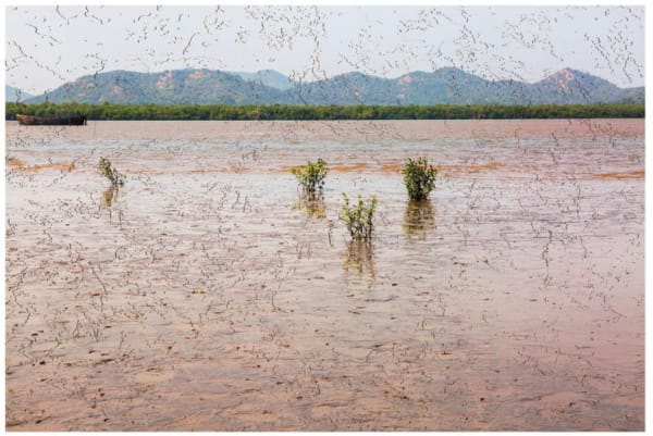 Atul Bhalla, Vaitarni Crossing II