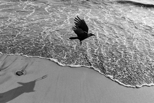 Sooni Taraporevala, Crow at Marine Drive Mumbai, 2017