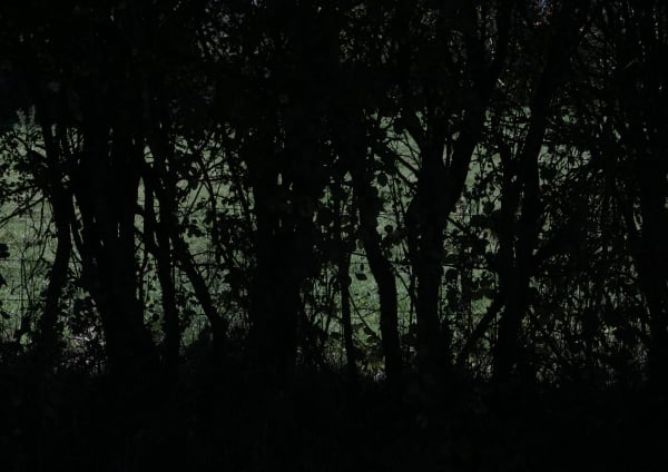 Praneet Soi, View through the Hedge, Le Maupas, 2021