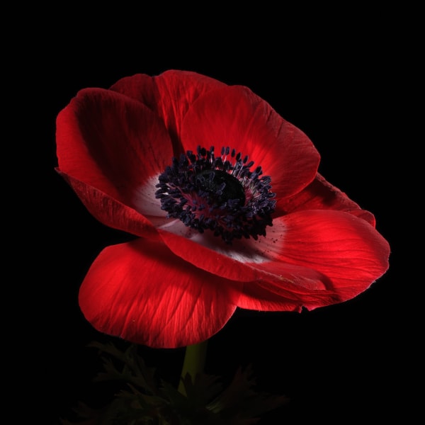 Oliver Bernardi, Anemone II, 2025