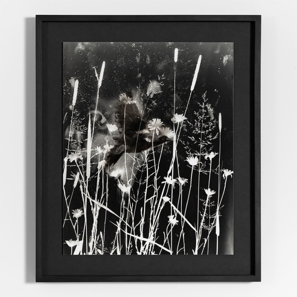 Spazuk Bernardi, Summer Field, 2022