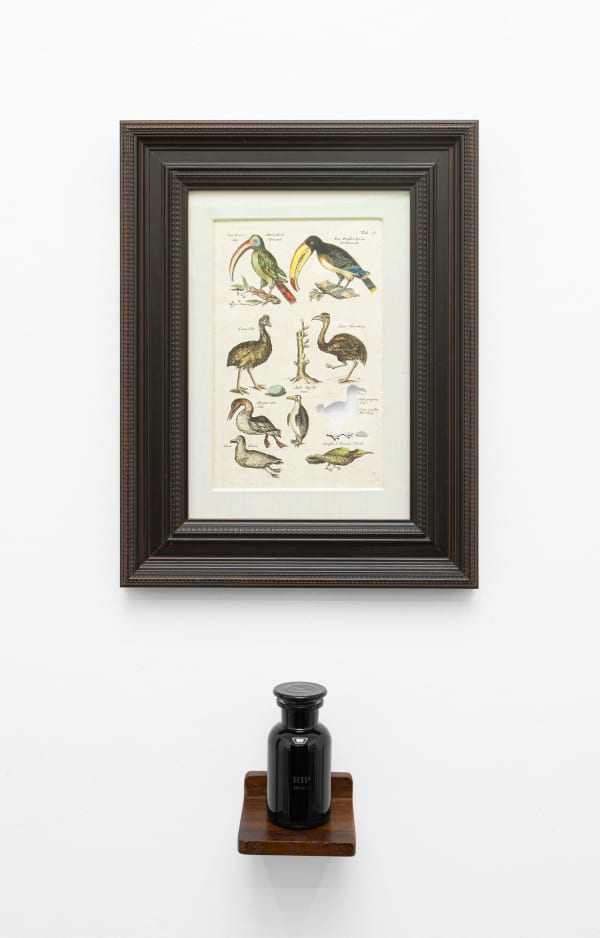 Brandon Ballengée RIP Dodo: After Matthaus Merian, 1660/2018 Artist cut and burnt hand colored copper engraving, ashes and etched funerary urn. Species last observed 1660s 20 7/8 x 16 x 1 5/8 in 53 x 40.6 x 4.1 cm (Framed)