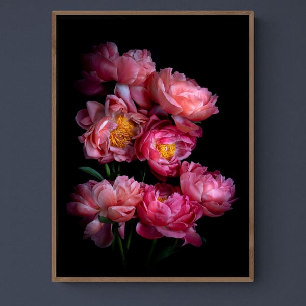 Dianna Jazwinski, Paeonia 'Coral Sunset'