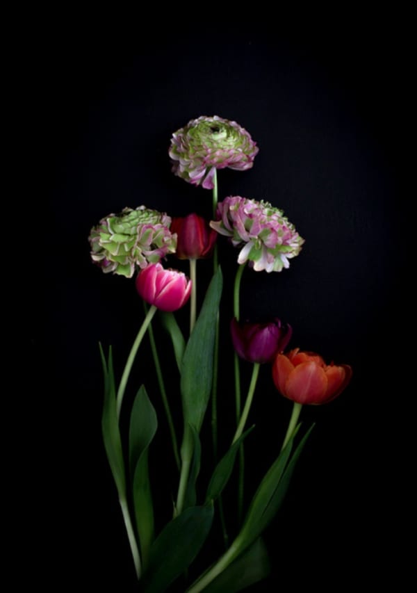 Dianna Jazwinski, Tulips and Ranunculus