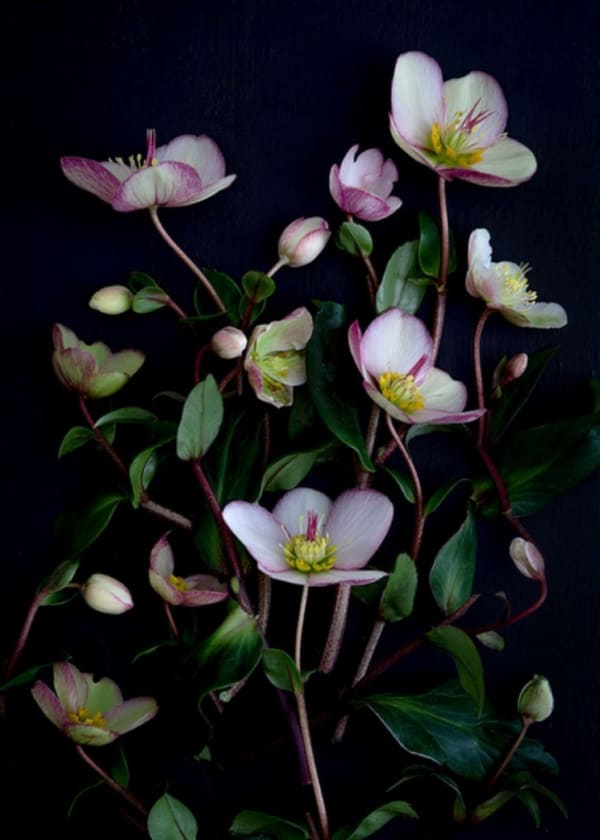 Dianna Jazwinski, Hellebores