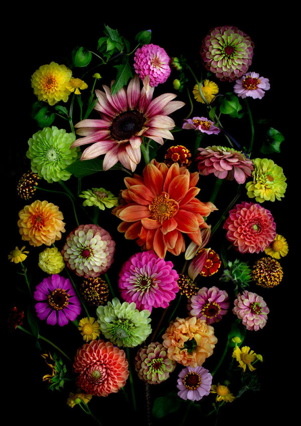 Dianna Jazwinski, Zinnia Garden