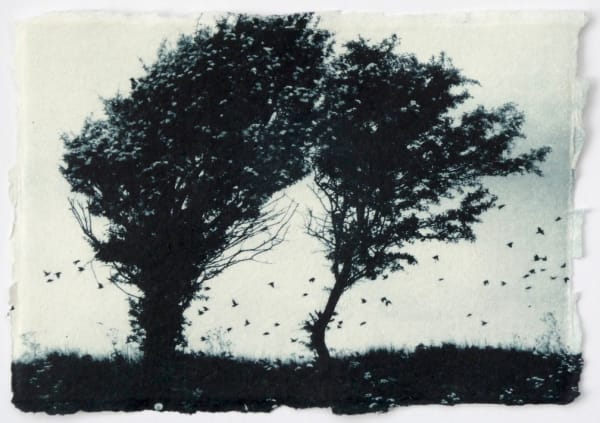 Luella Martin, Fledgelings