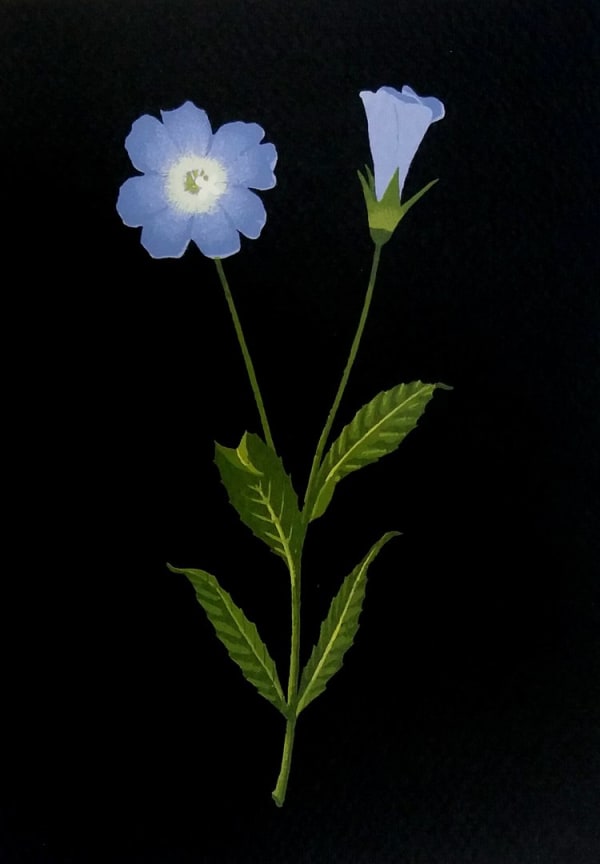 Martin Grover, Corncockle