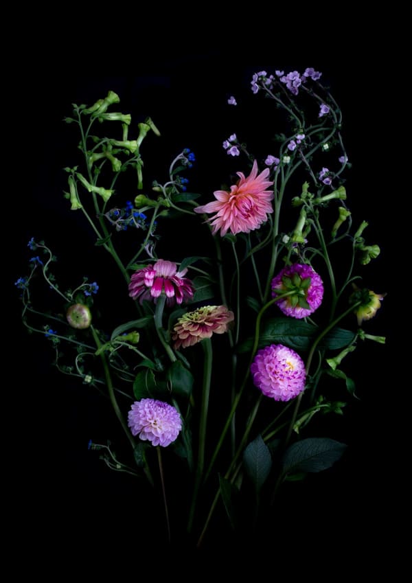 Dianna Jazwinski, Composition with Dahlia I