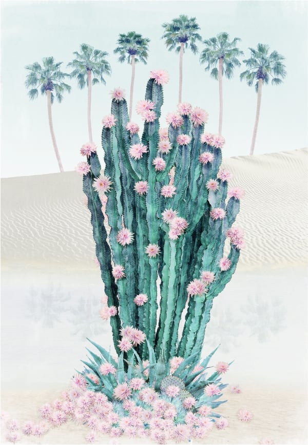 Nadia Attura, Cactus Oasis