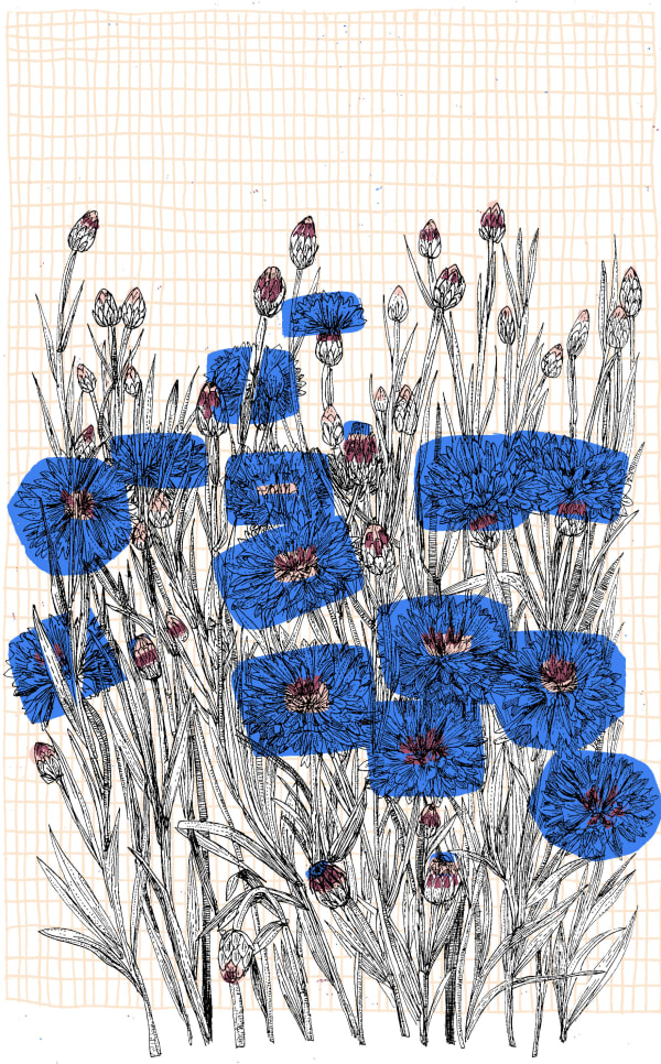 Clare Halifax, German Cornflower