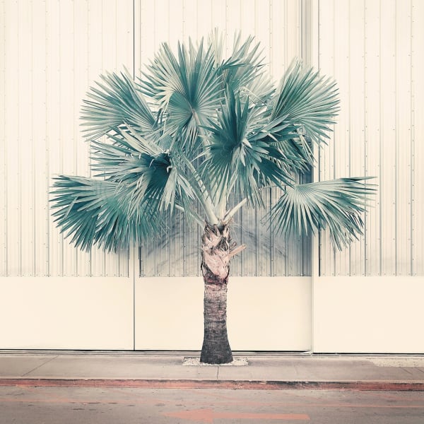 Nadia Attura, Palm Park