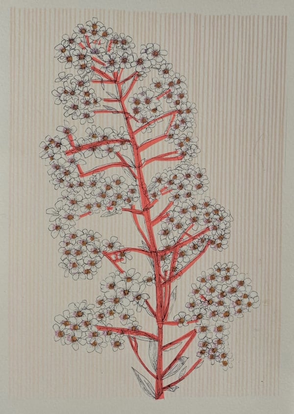 Clare Halifax, Norwegian Pyramidal Saxifrage