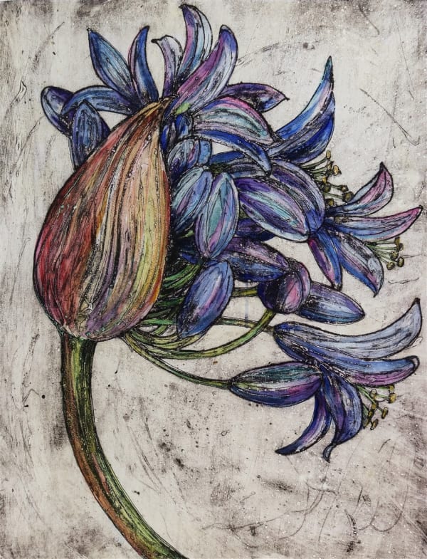 Vicky Oldfield, Agapanthus Blue Giant 4/10