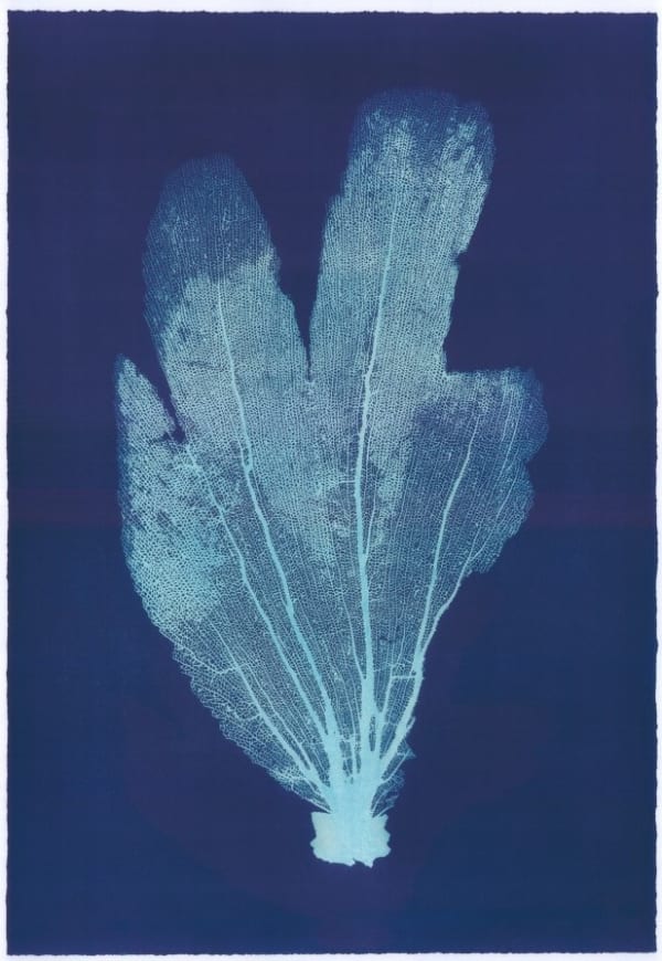 Jo De Pear, Sea Fan VIII