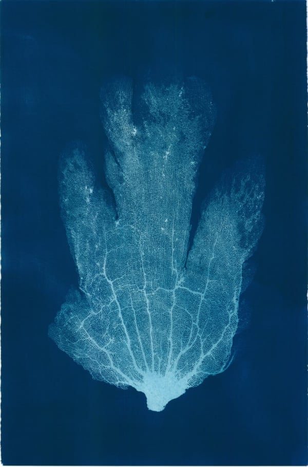 Jo De Pear, Sea Fan IX
