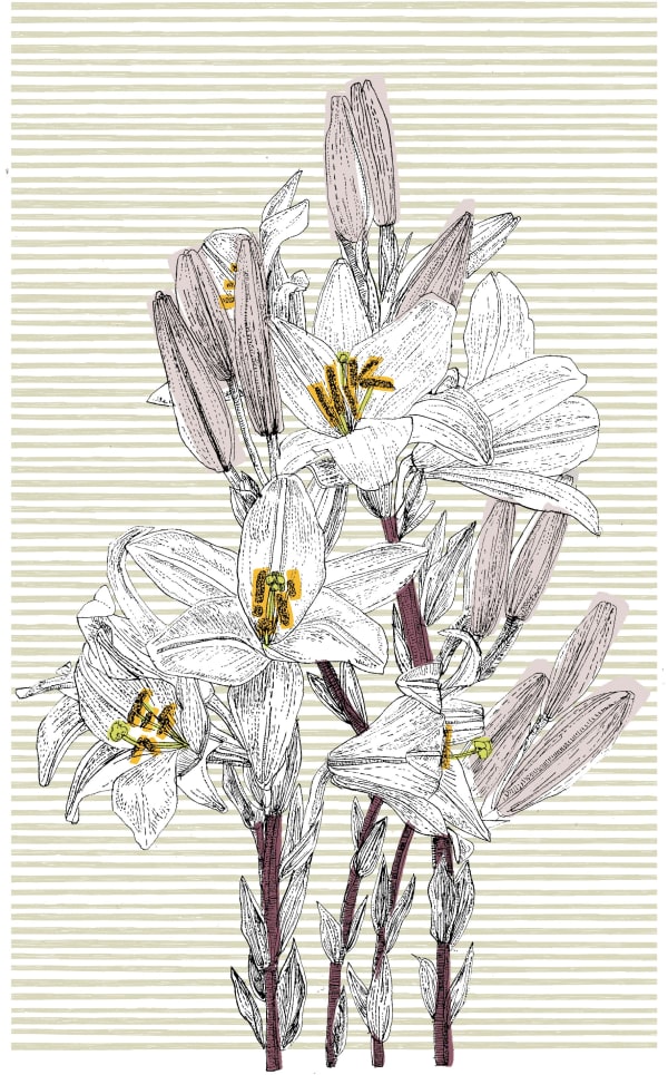 Clare Halifax, Italian Lilly