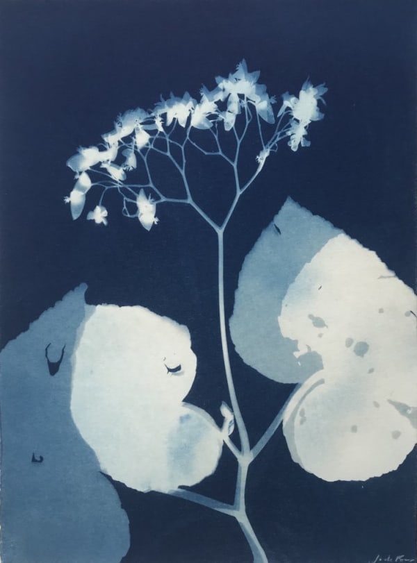 Jo De Pear, Begonia