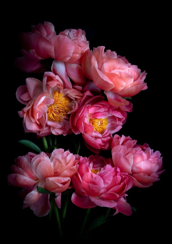 Dianna Jazwinski, Paeonia 'Coral Sunset'