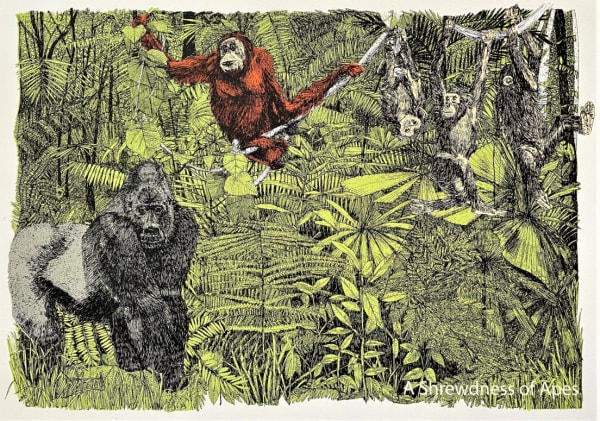 Clare Halifax, A shrewdness of Apes