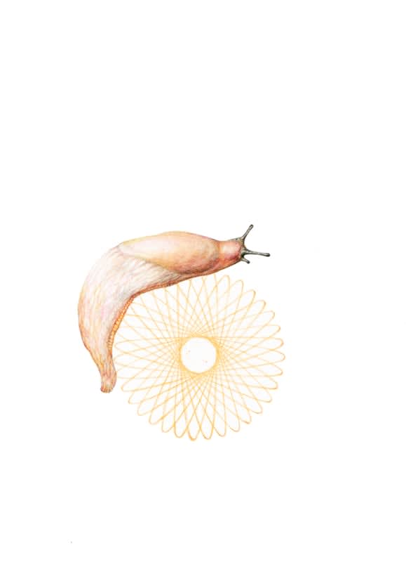 Rose Sanderson, Allure III