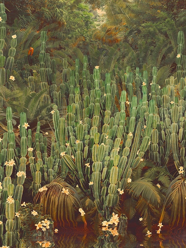 Nadia Attura, Cactus Jungle