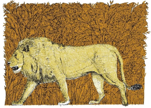 Clare Halifax, Little Big Cat - Lion