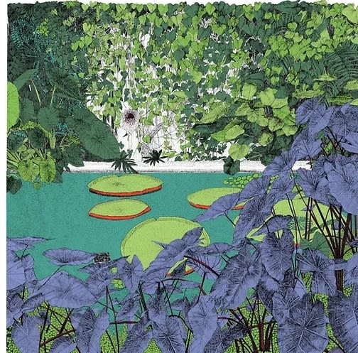 Clare Halifax, A Wonder of Waterlillies