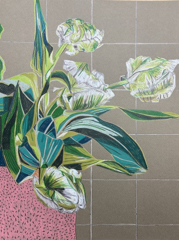 Drawings - Clare Halifax, Tulip Study 5