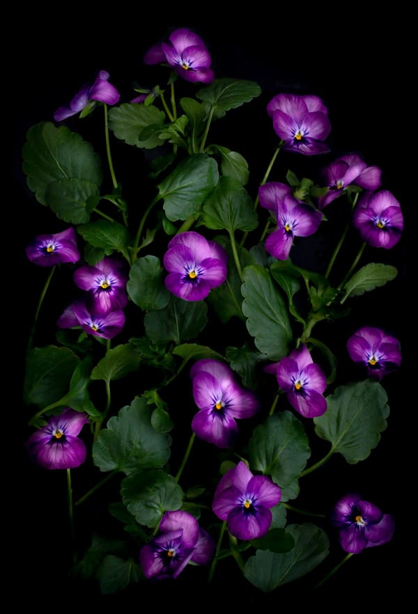 Dianna Jazwinski, Viola