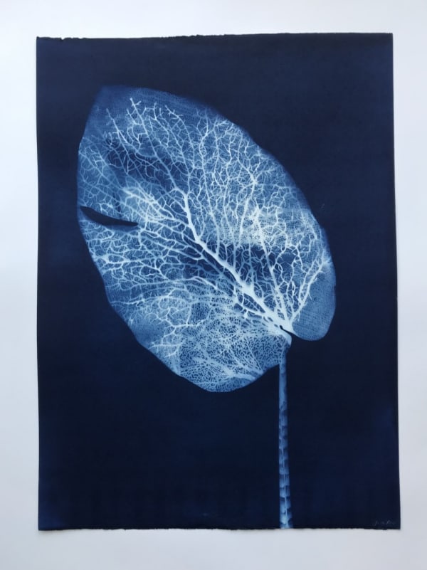 Jo De Pear, Noni